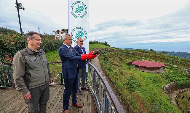 Yaralı arı şahinleri tedavilerinin ardından doğaya salındı