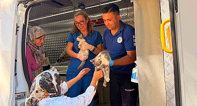 Yaraş'taki orman yangınında can dostlara acil müdahale