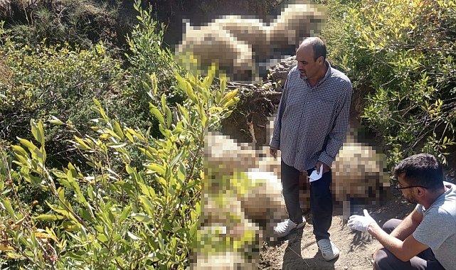 Yaylada yabani hayvandan kaçan sürüdeki 40 koyun telef oldu