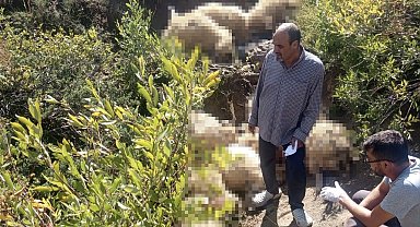 Yaylada yabani hayvandan kaçan sürüdeki 40 koyun telef oldu