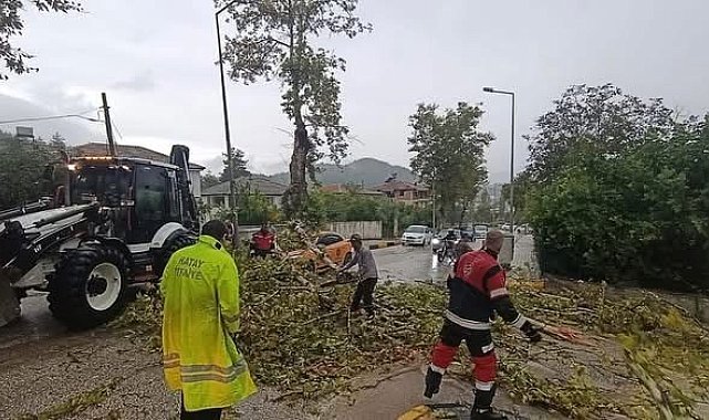 Yayladağı'nda aracın üzerine ağaç devrildi