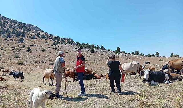 Yerli hayvan ırklarının korunması çalışmaları sürüyor