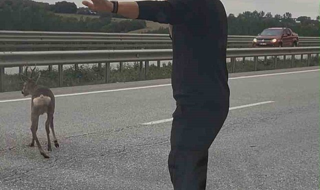 Yola düşen geyiğin yardımına koştu