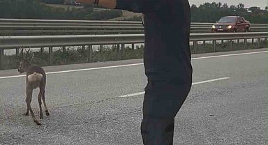 Yola düşen geyiğin yardımına koştu