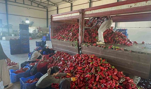 Yüksek aromasıyla öne çıkan Karacabey biberi salça yapımında revaçta