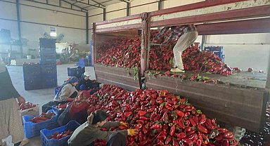 Yüksek aromasıyla öne çıkan Karacabey biberi salça yapımında revaçta