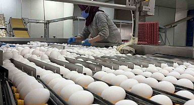 Yumurta üreticilerinin gözü Tahıl Koridoru'nda