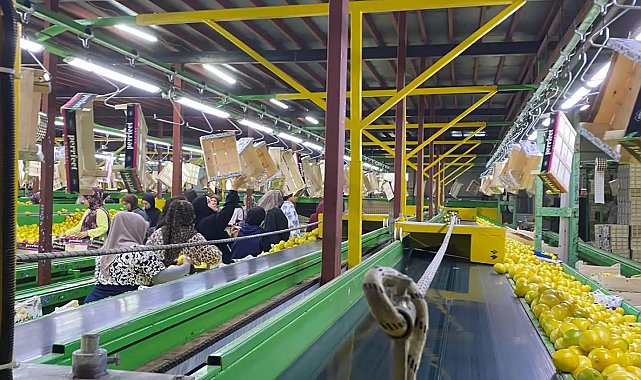 Yurt dışına satılan limonda pestisit kontrolleri sürüyor