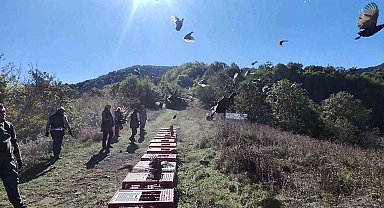Zonguldak'ta yaban hayatını desteklemek için sülünler doğaya salındı