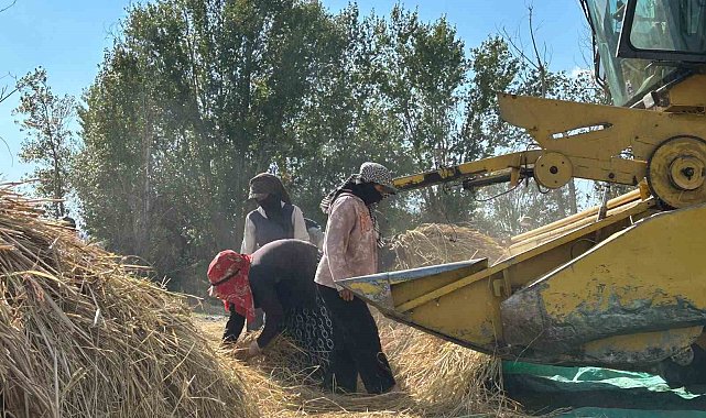 40 yıl sonra gelen bereket: Tarlalarda yeniden çeltik mesaisi