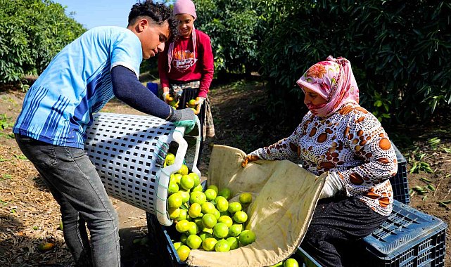 Adana'da mandalina hasadı başladı: Kilogramı dalında 8-10 liradan alıcı buluyor