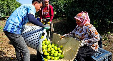 Adana'da mandalina hasadı başladı: Kilogramı dalında 8-10 liradan alıcı buluyor
