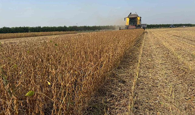 Adana'da soya hasadında biçerdöver ücretleri belirlendi