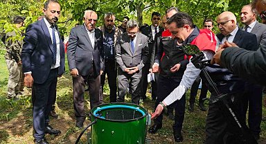 Adilcevaz'da ceviz hasadı başladı