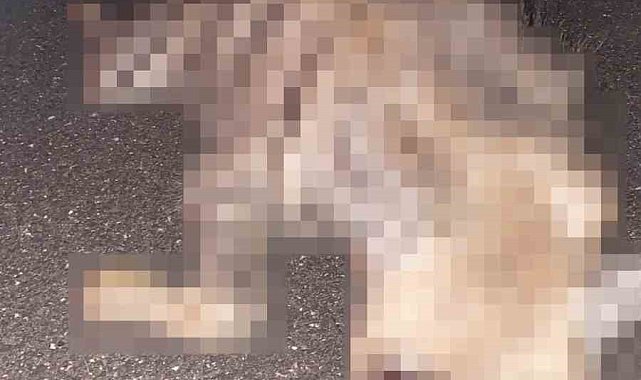 Adıyaman'da çizgili sırtlan yolda telef oldu