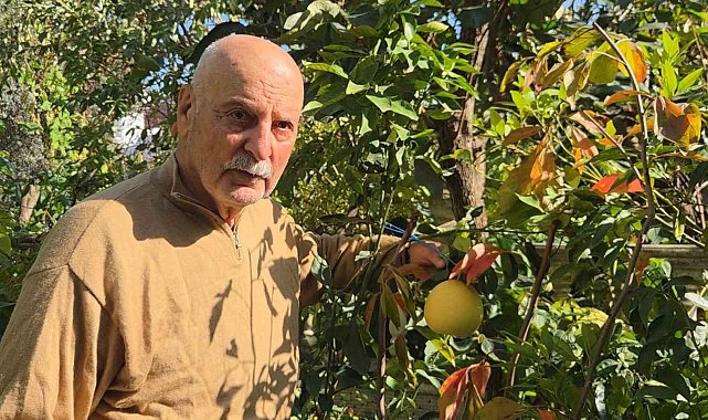 Ağaç kavununa benzeyen pomelo Karadeniz'de meyve verdi