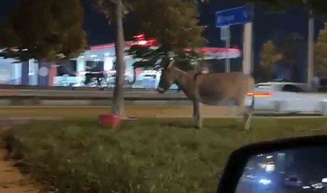 Ağaca bağlanan eşek dikkat çekti