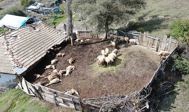 Ağıla giren kurtlar 18 koyunu telef etti, 11 koyunu yaraladı