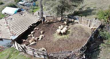 Ağıla giren kurtlar 18 koyunu telef etti, 11 koyunu yaraladı