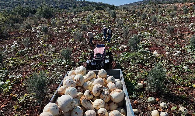 Ağırlıkları 30 kilograma ulaşan tescilli beyaz kabakta bereketli hasat başladı