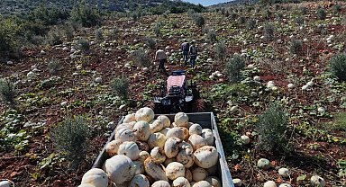 Ağırlıkları 30 kilograma ulaşan tescilli beyaz kabakta bereketli hasat başladı