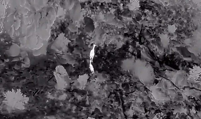 Akdağ'da kızıl geyikler termal dronla görüntülendi