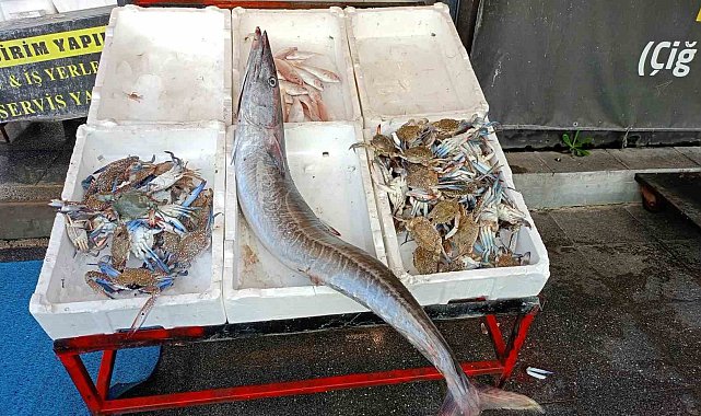 Akdeniz'de 12 kilogramlık ceylan balığı yakalandı
