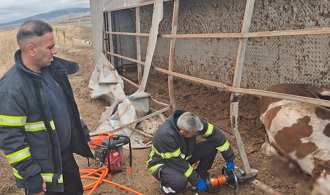 Aksaray'da büyükbaş hayvan yüklü tır devrildi