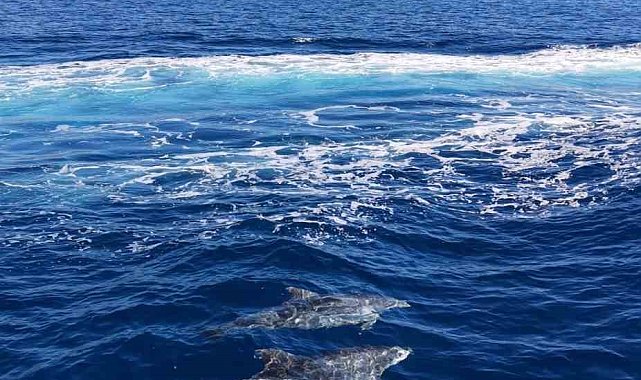 Alanya açıklarında yunus sürüsü dronla görüntülendi
