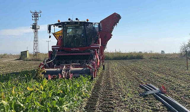 Alpu Kaymakamı Sönmezel şeker pancarı hasadına katıldı