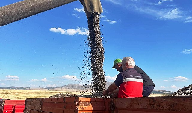 Altıntaş'ta ayçiçeği hasadı kontrol edildi