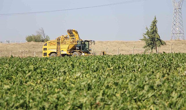 Amasya'da şeker pancarı hasadı başladı, 350 bin ton rekolte bekleniyor