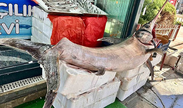 Ankara'da 2,5 metrelik dev kılıç balığı ilgi odağı oldu