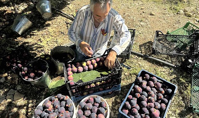Antalya'da Bursa siyahı incirde hasat sezonu sona erdi