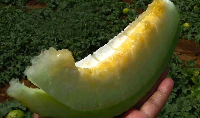 Araban Ovası'nda güz kavunu hasadına başlandı