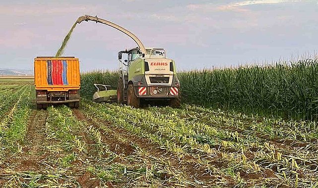 Araban Ovası'nda silajlık mısır hasadı başladı