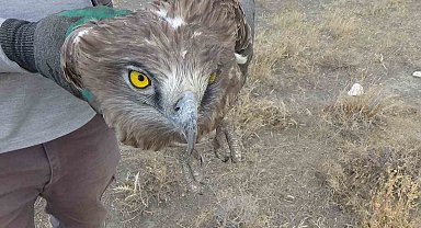 Arazide bulunan yılan kartalı koruma altına alındı
