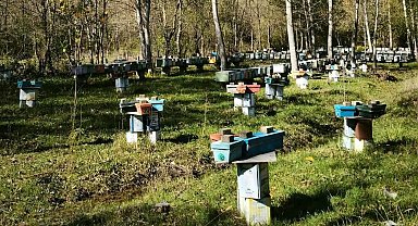 Arılı Kovan Destekleme başvurularında son 5 gün