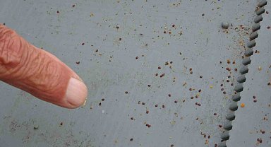 Arılı kovanların ilkbahara sağlıklı çıkması için varroa mücadelesi büyük önem taşıyor