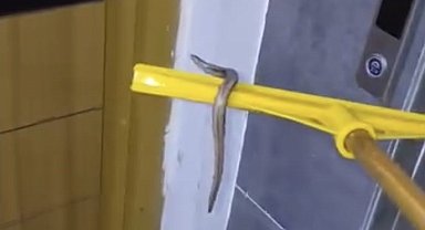 Arnavutköy'de su basan apartmanın bodrum katında yılan paniği