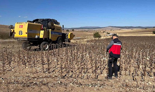 Aslanapa'da yüzde 75 hibeli ayçiçeğinde hasat kontrolleri