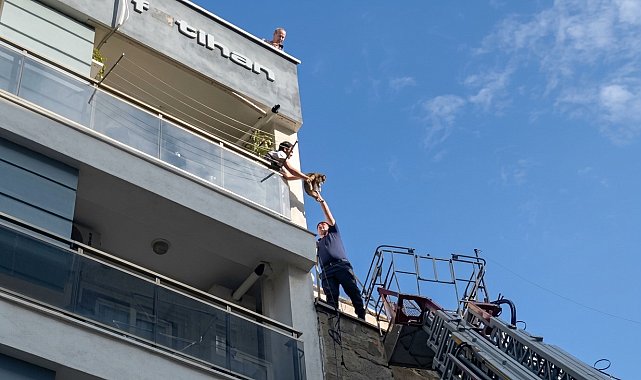 Aydın itfaiyesi yaramaz kedi için seferber oldu