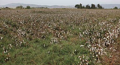 Aydın pamuğu yağmura hazırlıksız yakalandı