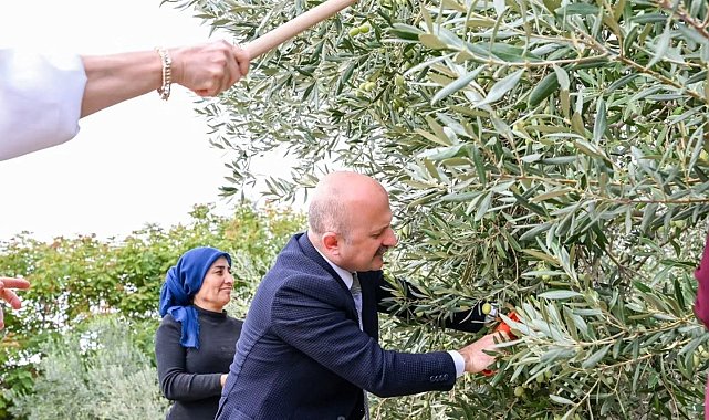 Aydın Valisi Varol, kadın çiftçilerle zeytin topladı