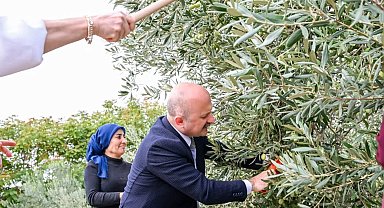Aydın Valisi Varol, kadın çiftçilerle zeytin topladı