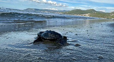 Aydın'da Caretta carettaların yavru çıkışları tamamlandı
