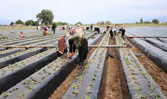 Aydın'da çilek üreticisi yeni sezon dikimlerine başladı