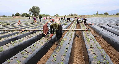Aydın'da çilek üreticisi yeni sezon dikimlerine başladı