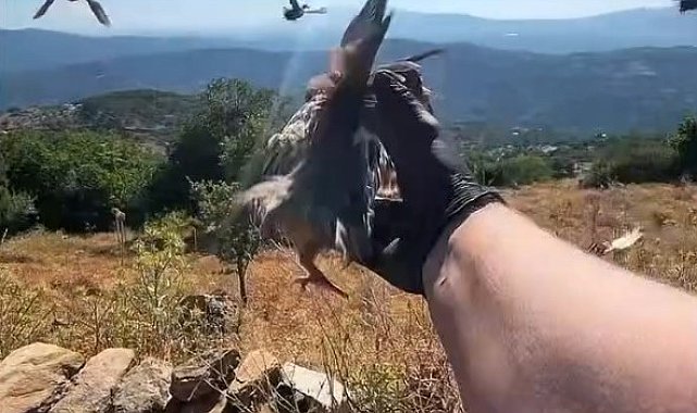 Aydın'da doğal yaşam alanlarına kınalı keklik salımı yapıldı