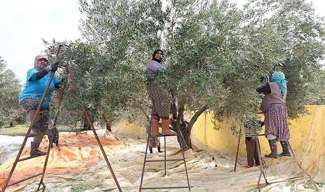 Aydın'da zeytin hasadı başladı